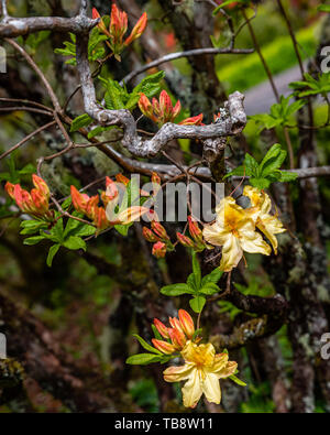 Yellow Exbury Azalea in bloom at Shore Acres State Park, Coos Bay, Oregon Stock Photo