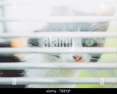 Funny tricolor cat peeps through the window through the blinds Stock Photo