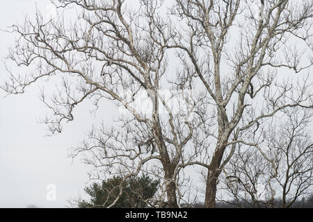 Large American sycamore tree Platanus occidentalis with nuts or fruit in winter against white cloudy sky Stock Photo