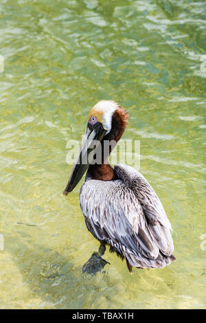 One young Juvenile Eastern Brown Pelican bird portrait closeup isolated swimming in Florida Panhandle bay at Destin Harborwalk village Stock Photo