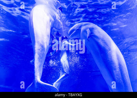 The love of mermaids in Shanghai Haichang Ocean Park Stock Photo