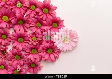 Flower which differs in color from other ones. Concept of uniqueness Stock Photo