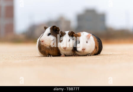 Three guinea pigs on a cement pavement. Stock Photo