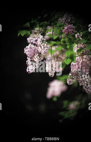 Light and shadow of lilacs Stock Photo