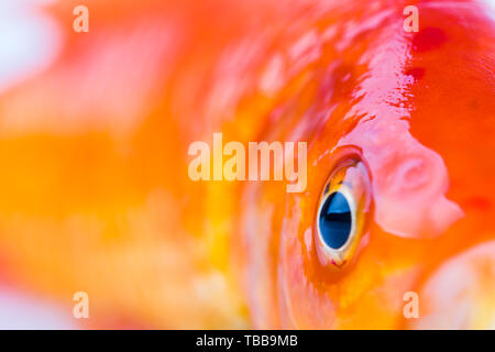 Goldfish eyes, close-up Stock Photo