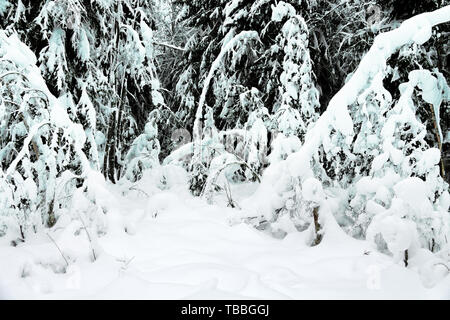 Fantastic forest after many days of snowstorm, snowpack. Snow-caps, blanket of snow on trees and shrubs, unusual forest Stock Photo