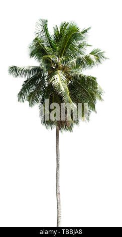 Photo Coconut Palm Tree Of Tree Isolated On White Stock Photo