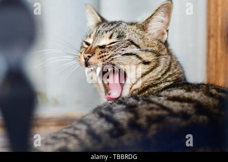 Portrait of big grey cat yawning closeup Stock Photo