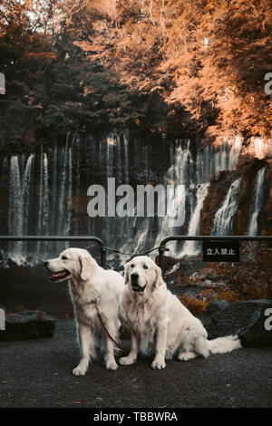 two golden retriever in front of a waterfall Stock Photo