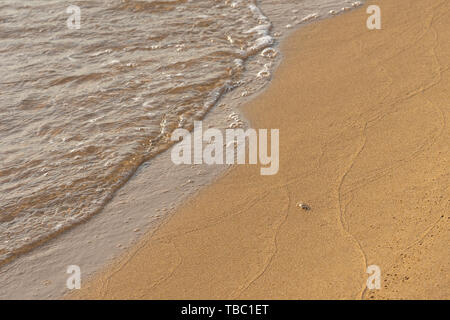 Tiny baby crab on the golden sand beach Stock Photo