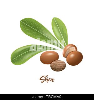 Shea nuts and leaves. shi tree pods whole and peeled. Vitellaria paradoxa. Card template copy space. Oilplant Stock Vector