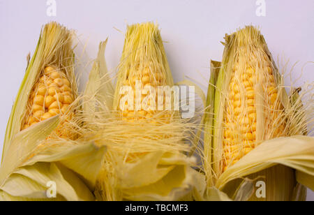 Corncobs lying side by side. Close up image Stock Photo