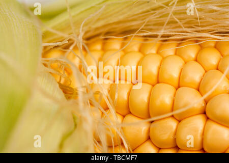 Corncob with leaves. Extreme close up image Stock Photo