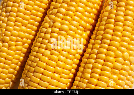 Corncobs lying side by side. Close up image Stock Photo