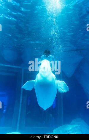 The love of mermaids in Shanghai Haichang Ocean Park Stock Photo