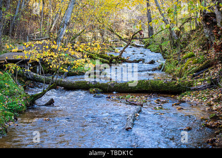 calm forest river hiding behind tree branches. summer with calm water ...