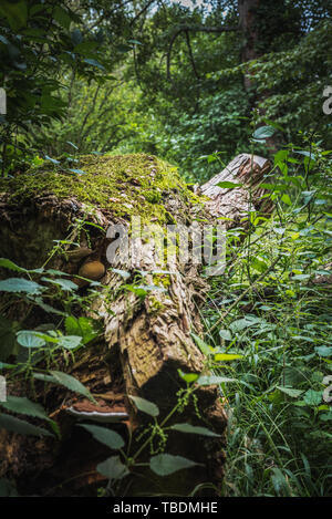 Stump of a frothy tree trunk isolated in the vegetation of the lush forest Stock Photo