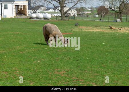A wooly brown Alpaca grazing peacfully on a lush green meadow on an Amish farm in Lancaster County, PA, USA Stock Photo