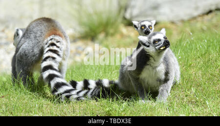 Olomouc, Czech Republic. 31st May, 2019. The Ring-tailed lemur offspring are introduced in Olomouc zoo, Czech Republic, May 31, 2019. Credit: Ludek Perina/CTK Photo/Alamy Live News Stock Photo