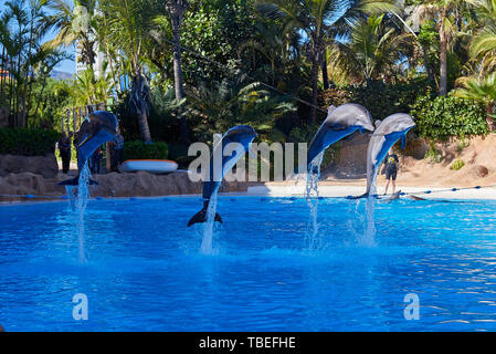 Four dolphins jumping in the air Stock Photo