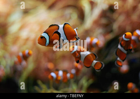 school of clown fish swimming underwater Stock Photo