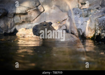 Capybara on the water (Hydrochoerus hydrochaeris) Stock Photo