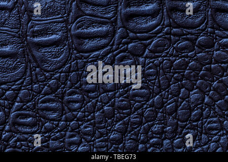 Navy blue leather texture background, closeup. Dark reptile skin, macro. Nature structure of textile. Luxury crocodile decorative backdrop. Stock Photo