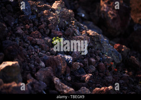 A single plant growing on volcanic rocks Stock Photo