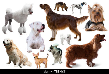 Collection of various dog breeds isolated on white Stock Photo