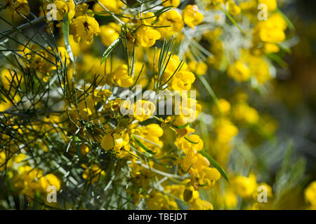 Blooming Senna artemisioides (or feathery cassia) in spring Stock Photo