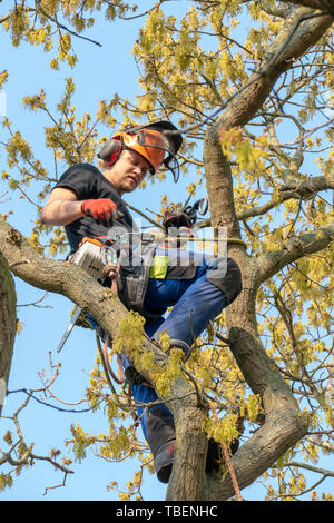 Arborist or Tree Surgeon roped up a tree ready for work.