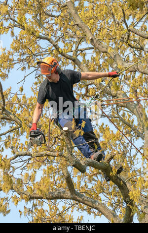 Tree Surgeon or Arborist holding a chain saw up a tree. Stock Photo