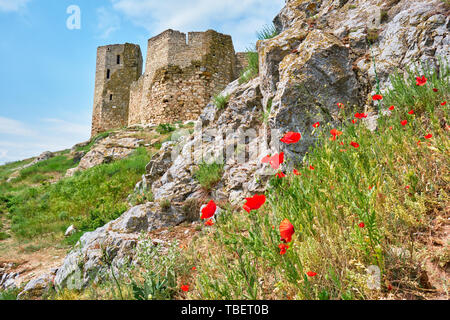 Ruins of the Enisala fortress with red poppies near its walls. Often referred to as Heracleea Fortress, this is a 12th-14th century medieval fortress  Stock Photo