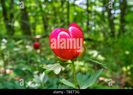 Red peony flower in the woods of Macin mountains, Romania, as seen from the hiking route Cozluk, a popular route for observing peony flowers in the Sp Stock Photo