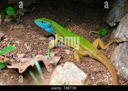 European green lizard (Lacerta viridis) taking shelter under a rock - close up showing brown, green, and blue colors. Stock Photo