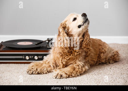 Cute funny dog lying on carpet near record player with vinyl disc Stock Photo