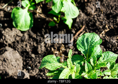 Young potato sprouts from ground in garden Stock Photo