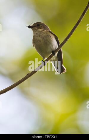 European Pied Flycatcher (Ficedula hypoleuca) on branch with captured insect, Emsland, Lower Saxony, Germany Stock Photo