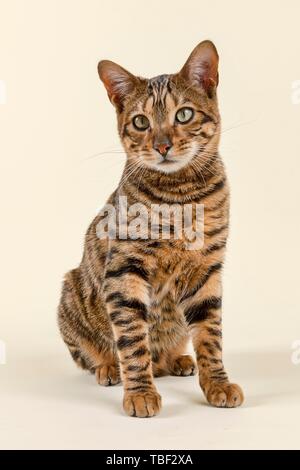 Breedcat Toyger (Felis silvestris catus), female, 8 months, color brown tabby mackerel, brown mackerel, sitting, Austria Stock Photo