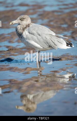 American Herring Gull (Larus smithsonianus) stands in mudflat, Atlantic Coast, Cape Cod, Massachusetts, USA Stock Photo