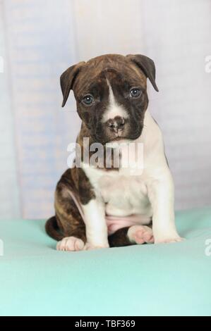 American Staffordshire Terrier, puppy 5 weeks, brindle with white, sitting on blanket, Austria Stock Photo