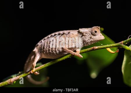 Leaf chameleon species (Brookesia stumpffi), male on branch, Ankify, Northwest Madagascar, Madagascar Stock Photo