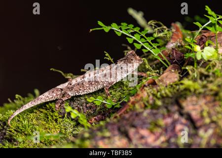 Earth chameleon species (Brookesia antakarana), male camouflaged on the ground, Montagne d'Ambre National Park, North Madagascar, Madagascar Stock Photo