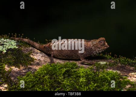 Earth chameleon species (Brookesia antakarana), male camouflaged on the ground, Montagne d'Ambre National Park, North Madagascar, Madagascar Stock Photo