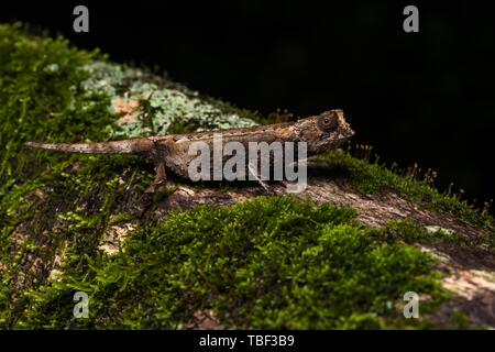 Earth chameleon species (Brookesia antakarana), male camouflaged on the ground, Montagne d'Ambre National Park, North Madagascar, Madagascar Stock Photo