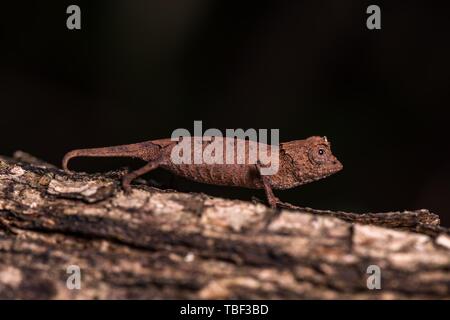 Leaf chameleon species (Brookesia stumpffi), Ankarana National Park, Northwest Madagascar, Madagascar Stock Photo