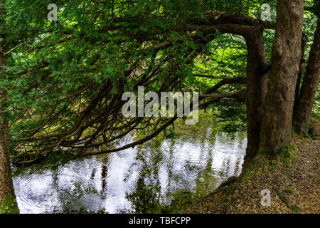 trees, lakes and streams in Tollymore Forest Park, Ireland Stock Photo