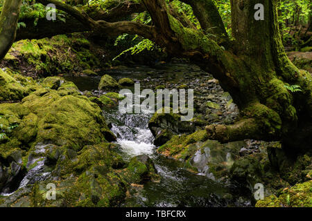 trees, lakes and streams in Tollymore Forest Park, Ireland Stock Photo