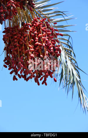 Bunches of dates grow on a palm branch on a background of blue sky summer outdoor Stock Photo