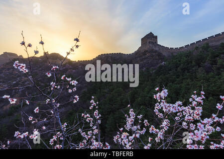 April Jinshan Mountains Great Wall apricot flowers in full bloom Stock Photo